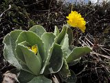 077 Primula Orecchia d orso